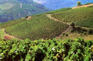 mont brouilly