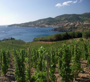 banyuls 3 (Small)