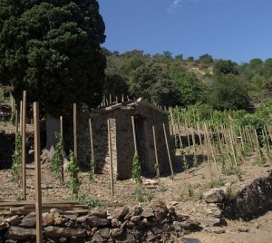 banyuls (Small)0