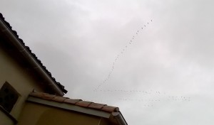 vole de grues au dessus de Cordes sur Ciel (Small)