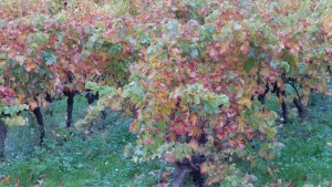 château barbanau couleurs d'automne 1