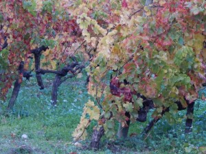 château barbanau couleurs d'automne 2