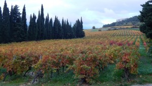 château barbanau les vignes de l'appellation cassis