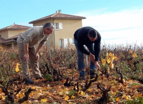 la hallette aux vins maitrise de la taille