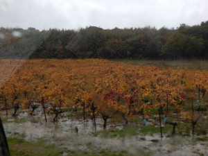 la hallette aux vins tempête sur la syrah