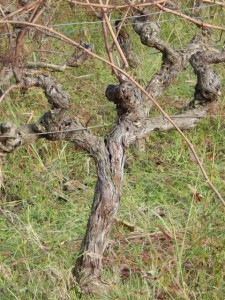 mourgues du grés cep de vigne