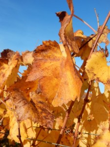 chablis 12