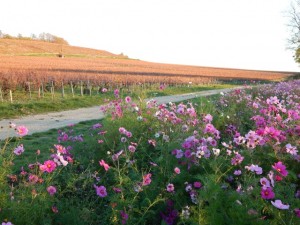 chablis 4