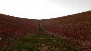 chablis 7