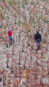 chablis 8