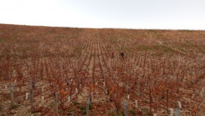 chablis 9