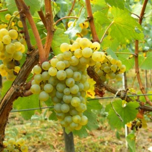 chardonnay chablis