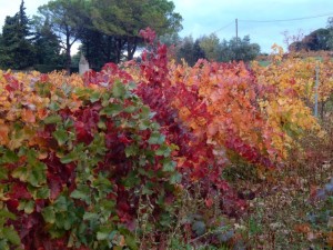 châteauneuf du pape l'automne