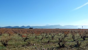 la hallette aux vins au loin les dentelles de montmirail