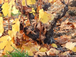 moulin favre le gamay 1