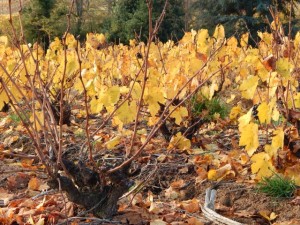 moulin favre le gamay 2