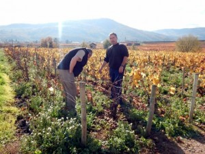 perrachon la santé du vignoble