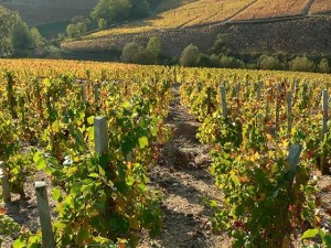 vignes-du-beaujolais