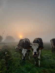 le manteau de brume