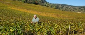 Dans les Saint-Aubin 1er cru