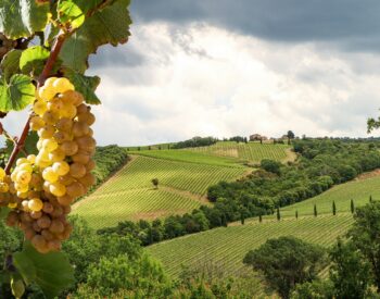 Bourgogne