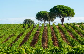 Rosés Rosés